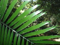 Image of Ground Cycad