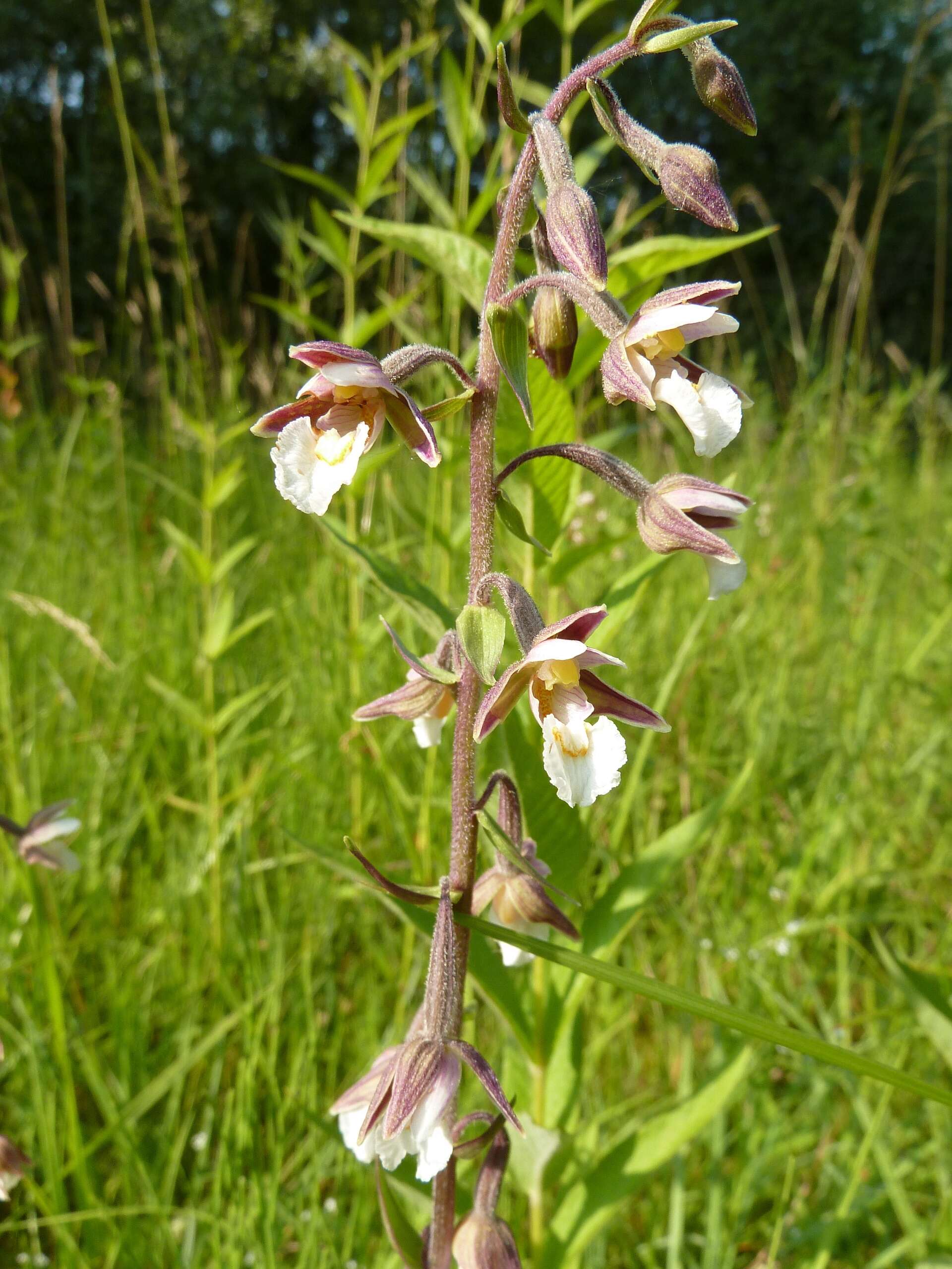 Imagem de Epipactis palustris (L.) Crantz