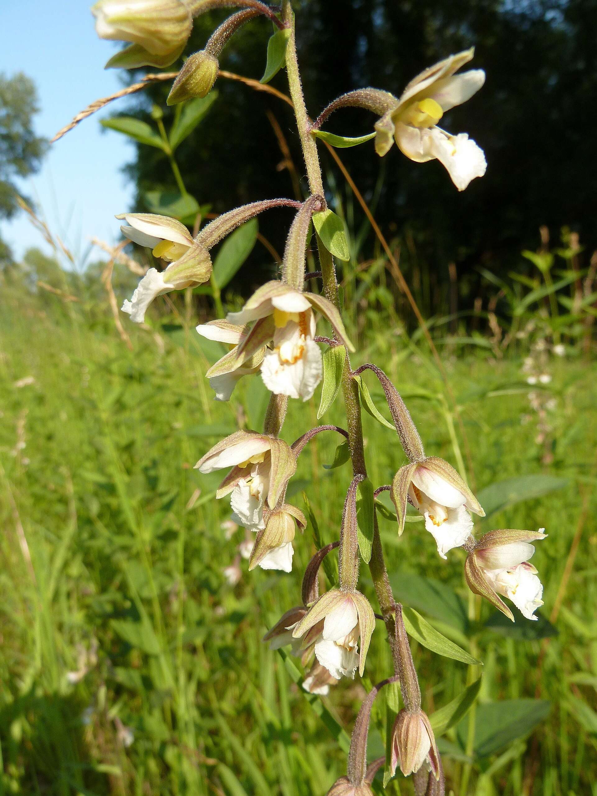 Imagem de Epipactis palustris (L.) Crantz