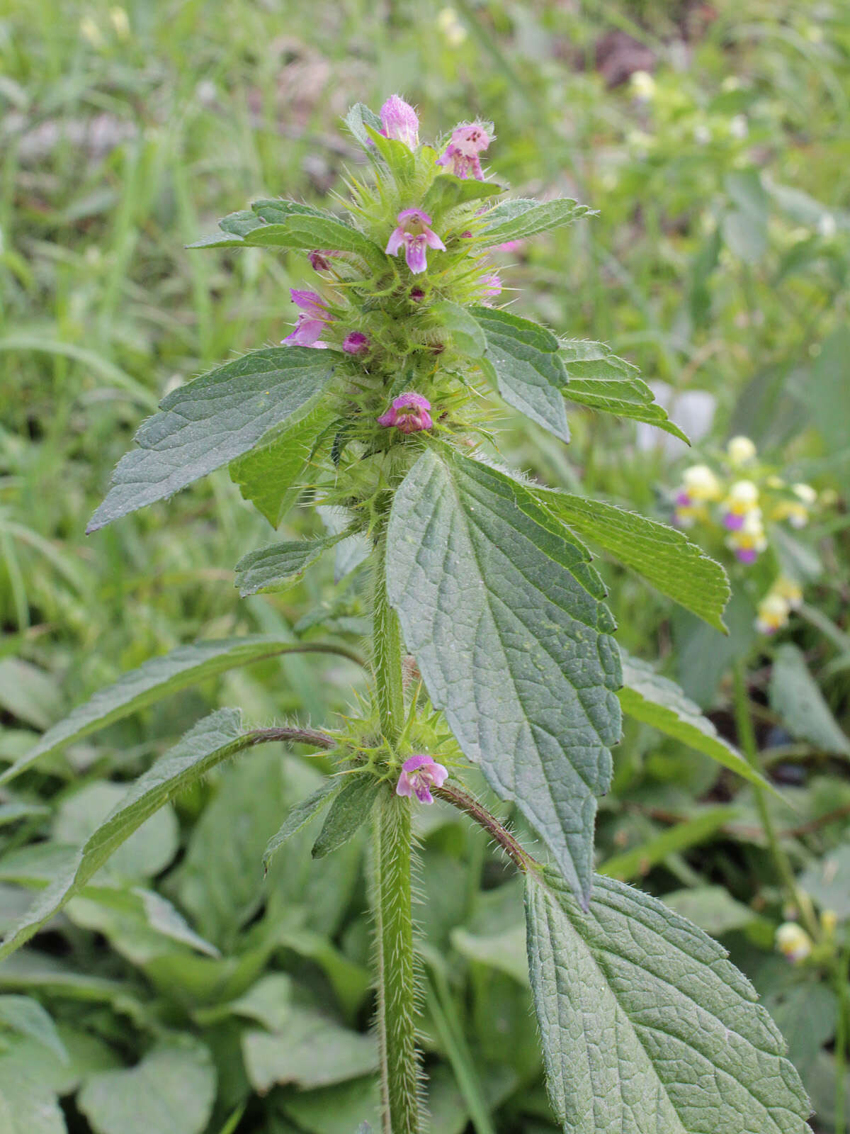 Image of lesser hemp-nettle