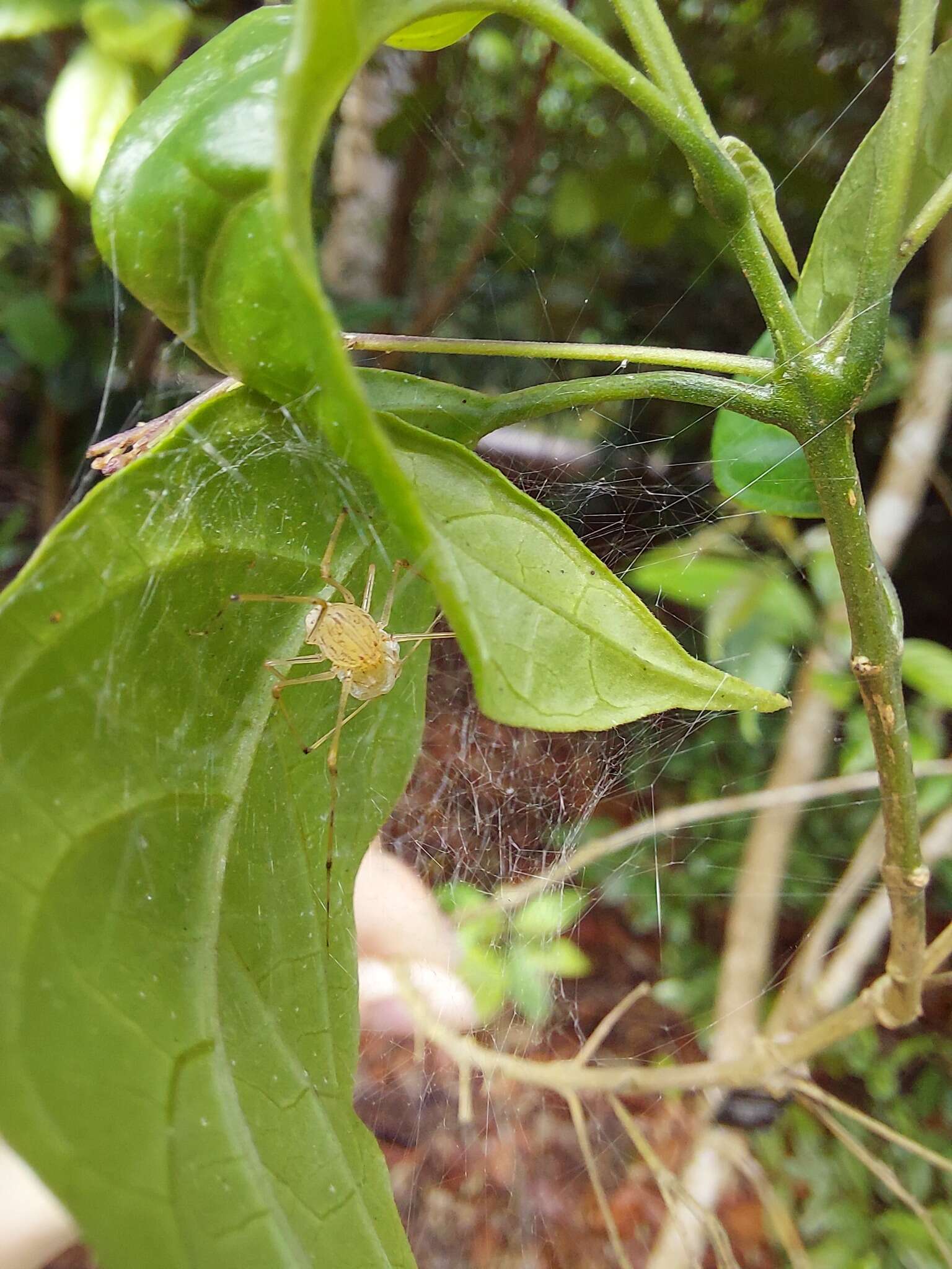 Image of Scytodes pallida Doleschall 1859