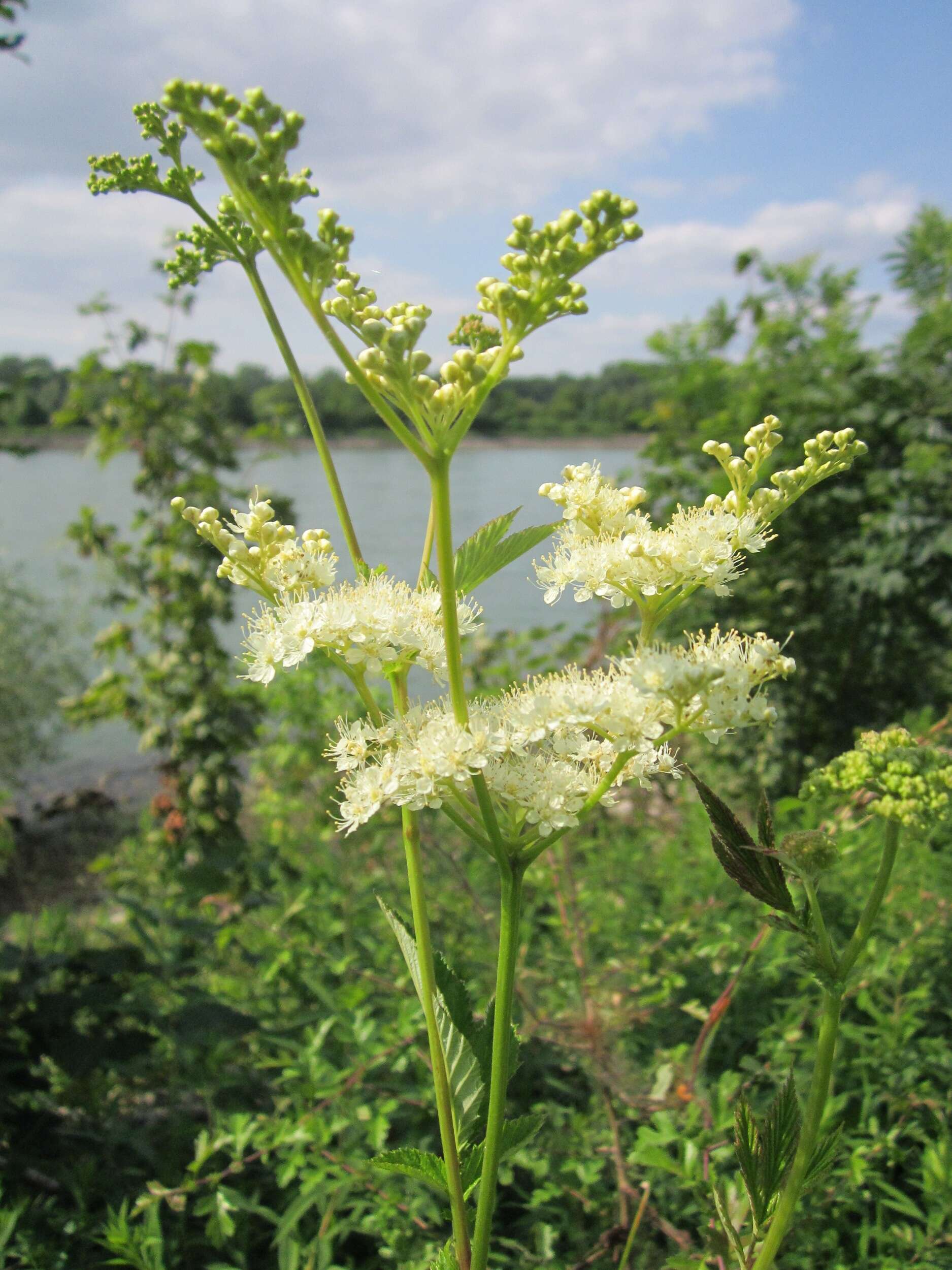 Image of Meadowsweet