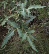 Image of Nevin's barberry