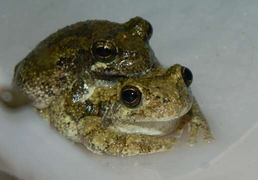 Image of Cope's Gray Treefrog