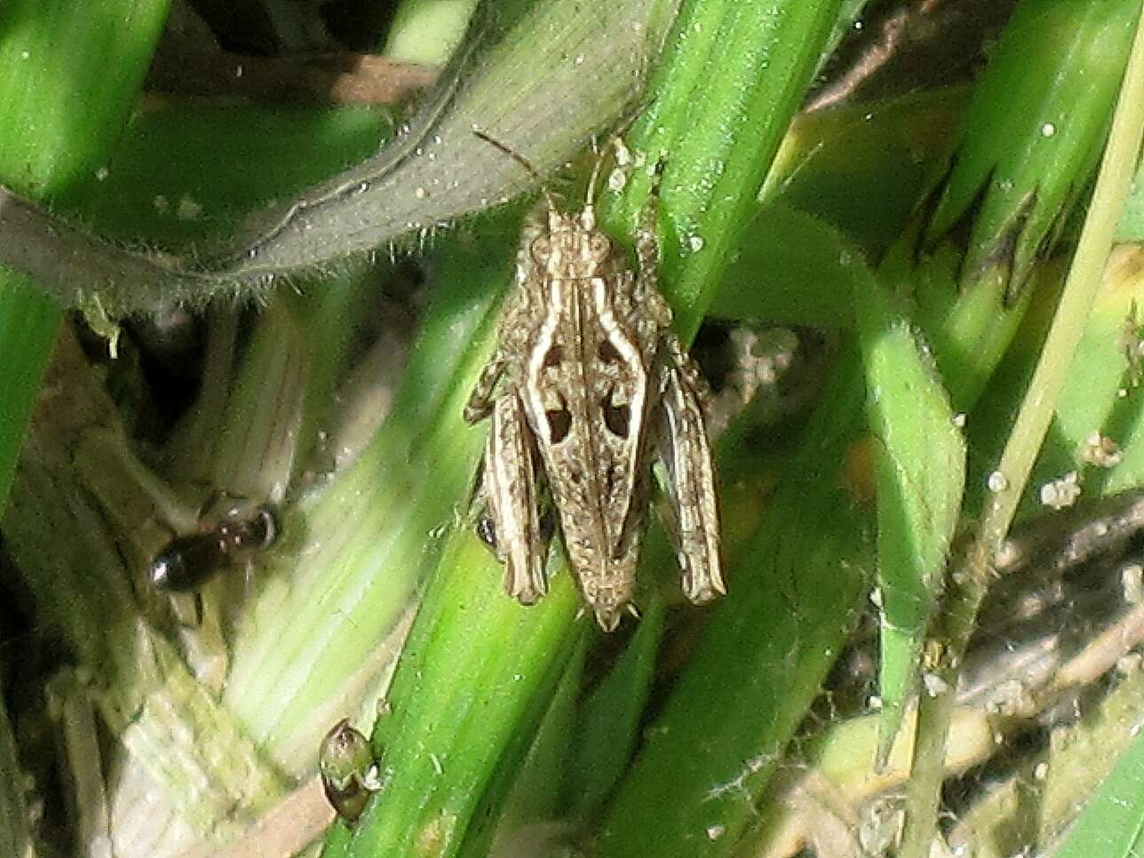 Image of long-horned ground-hopper