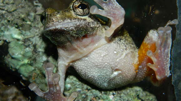 Image of Cope's Gray Treefrog