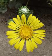 Grindelia nana resmi