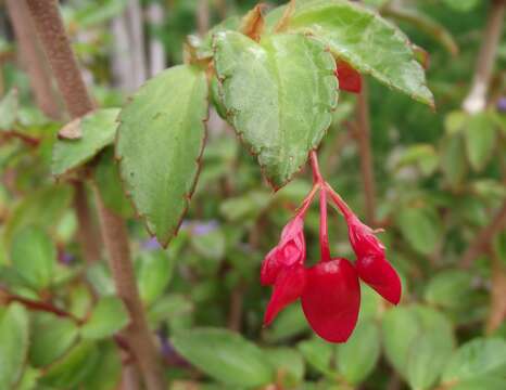 Image of fuchsia begonia