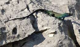 Image of Sharp-snouted Rock Lizard