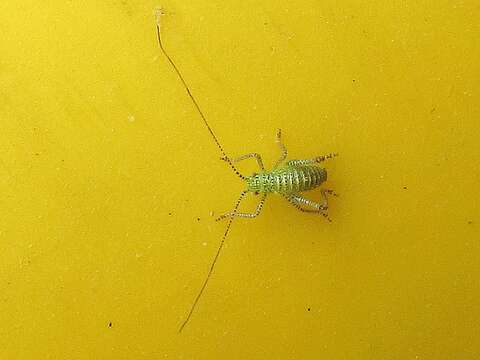 Image of speckled bush-cricket