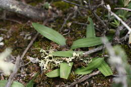 Image of Drimia haworthioides Baker