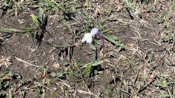 Plancia ëd Linaria nigricans Lange