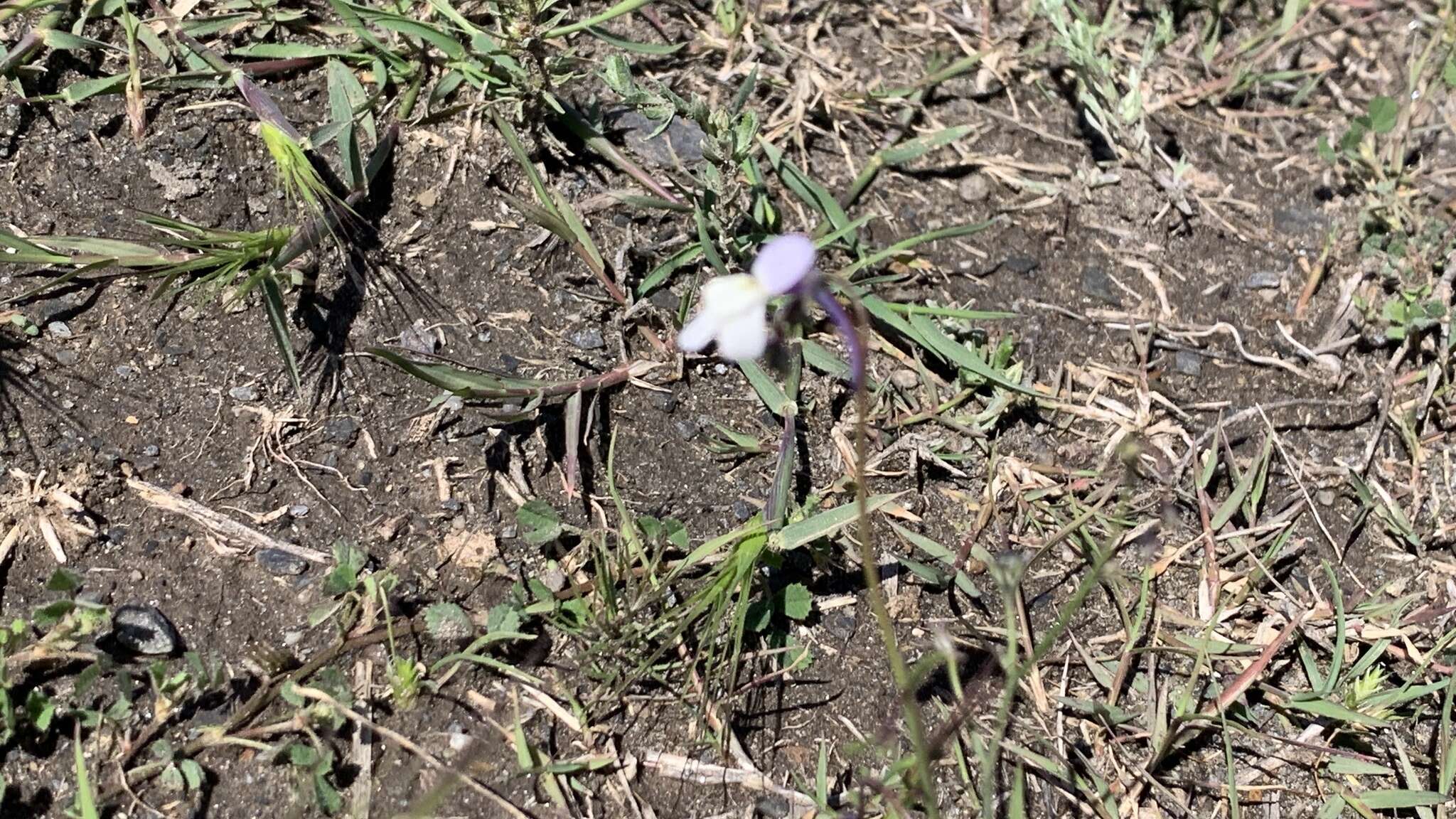 Plancia ëd Linaria nigricans Lange