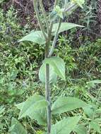 Image de Silphium mohrii Small