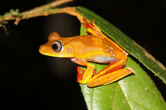 Image of Boana diabolica (Fouquet, Martinez, Zeidler, Courtois, Gaucher, Blanc, Lima, Souza, Rodrigues & Kok 2016)