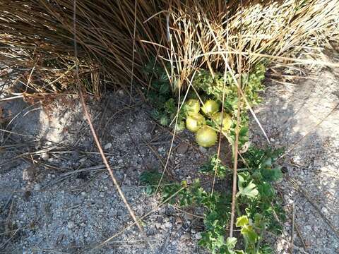 Image of gooseberry gourd