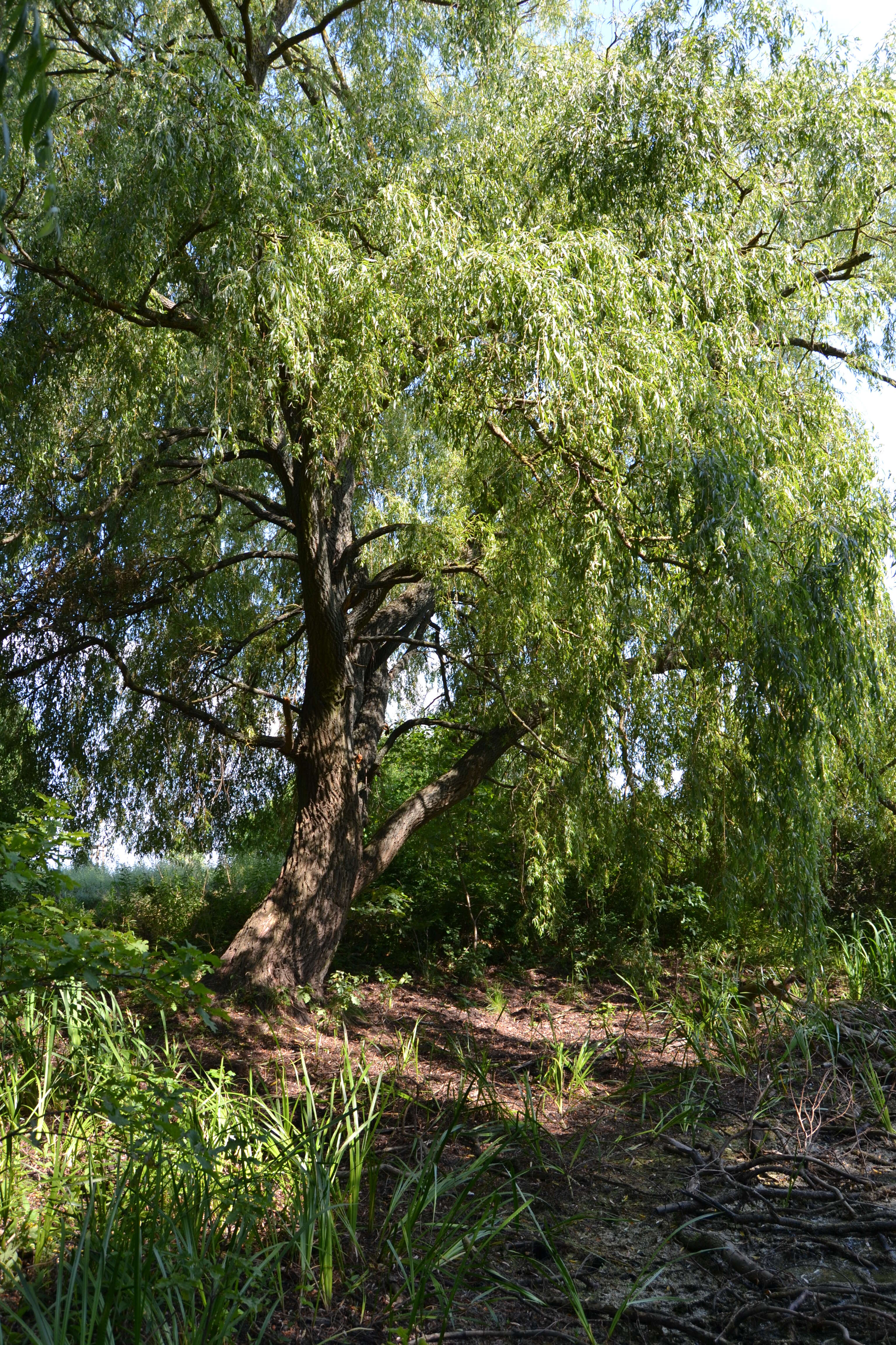 Imagem de Acoraceae