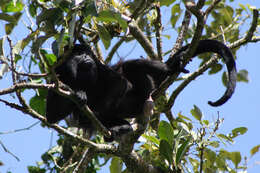 Image of Ecuadorian Mantled Howling Monkey