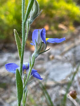 Image of Goodenia incana R. Br.