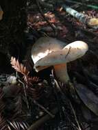 Слика од Lactarius californiensis Hesler & A. H. Sm. 1979