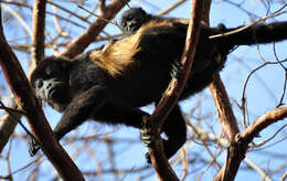 Image of Ecuadorian Mantled Howling Monkey