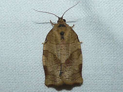 Choristoneura rosaceana Harris 1841的圖片