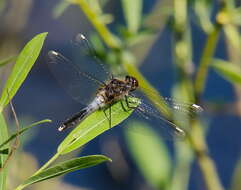 Leucorrhinia caudalis (Charpentier 1840) resmi