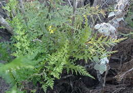 Imagem de Asplenium adiantum-nigrum var. solidum (Kunze) J. P. Roux