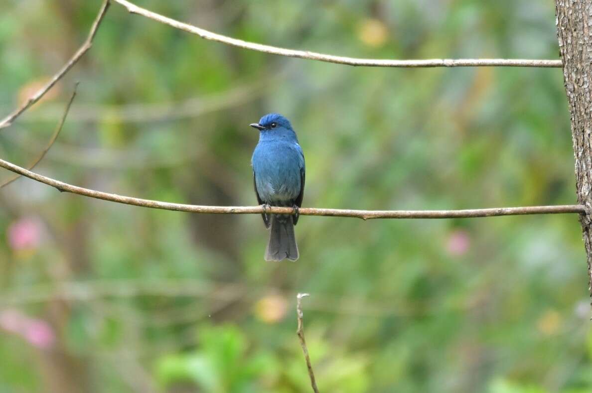 Image of Nilgiri Flycatcher