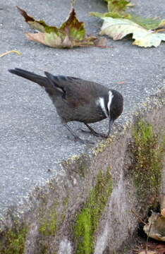 Image of Dark-bellied Cinclodes