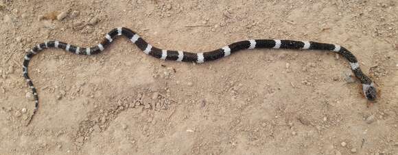 Image of Malayan Banded Wolf Snake