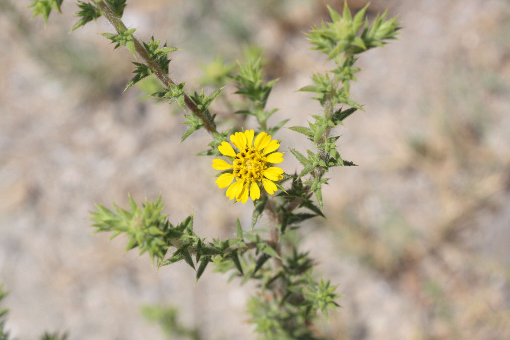 Image of pappose tarweed