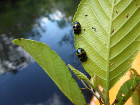 Image of Alder Leaf Beetle