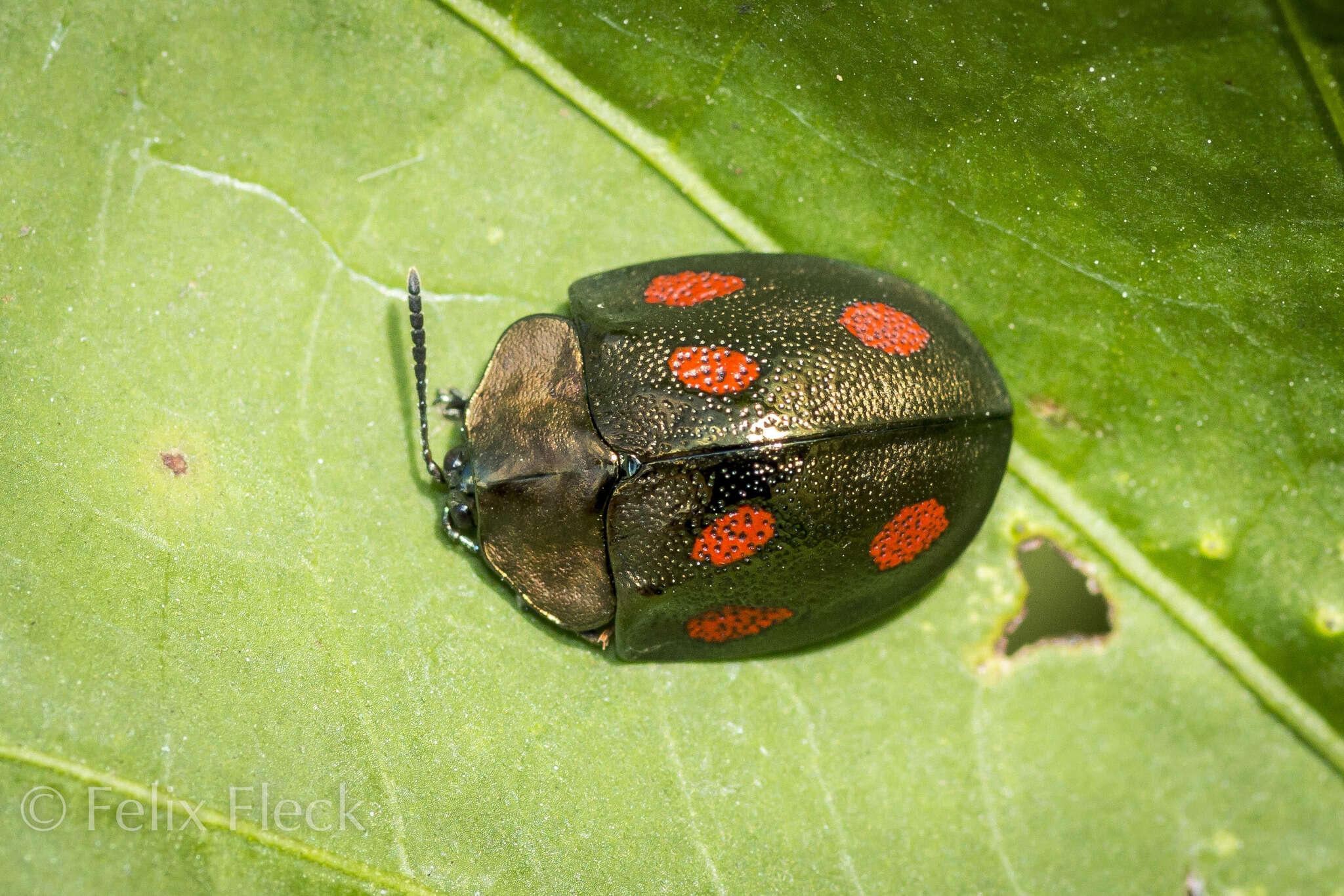 صورة Cyrtonota tristigma (Boheman 1850)