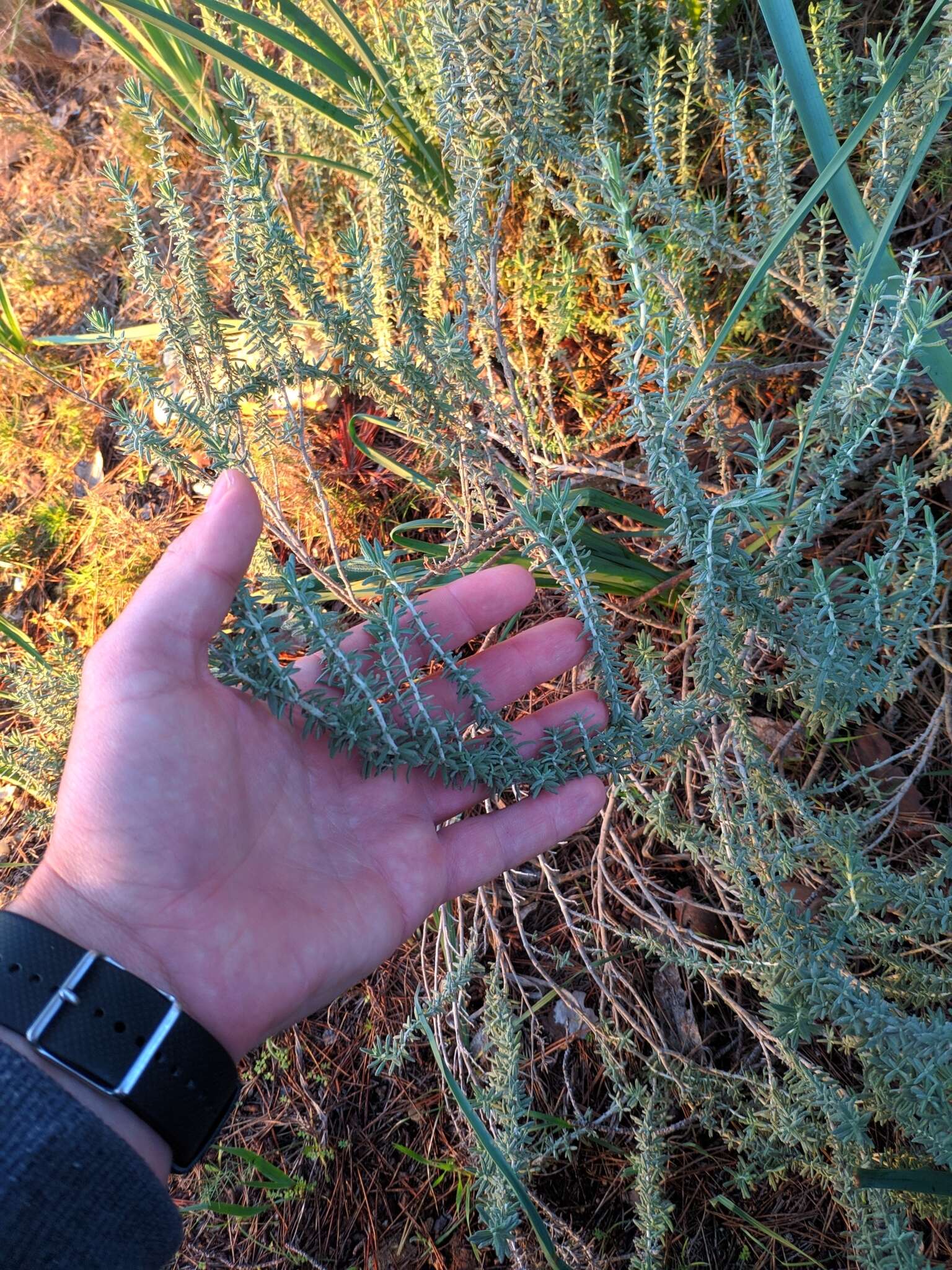 Image of Teucrium capitatum subsp. majoricum (Rouy) Nyman