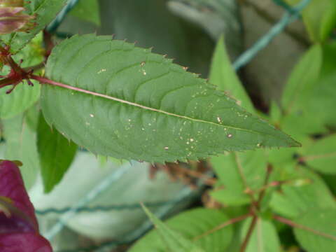 Image of Himalayan balsam