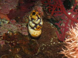 Image of Ox heart ascidian