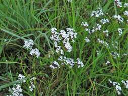 Imagem de Valerianella longiflora (Torr. & Gray) Walp.