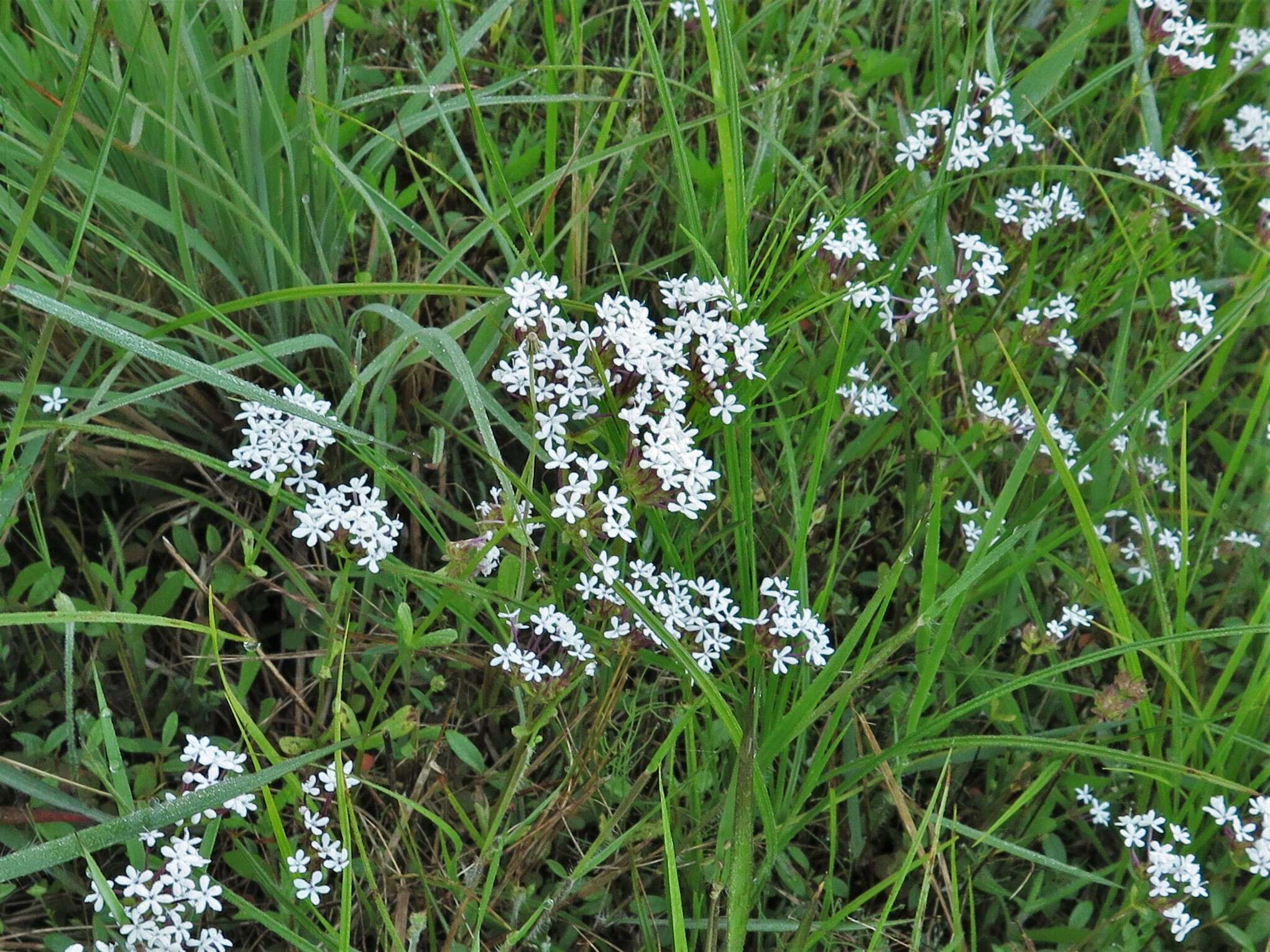 Imagem de Valerianella longiflora (Torr. & Gray) Walp.