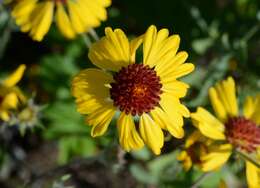 Image of Common perennial gaillardia