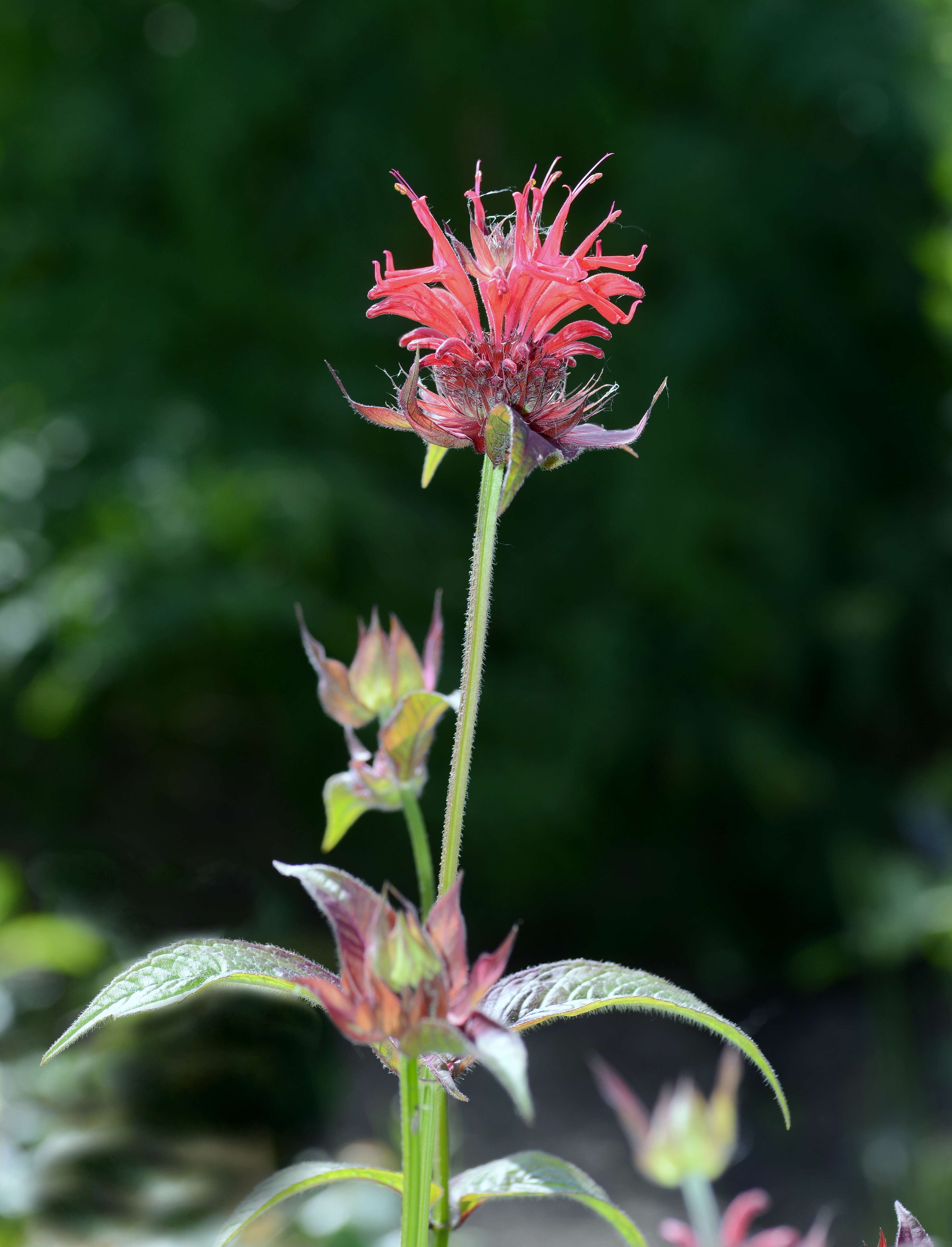 Image of scarlet beebalm