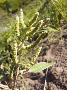 Chenopodium acuminatum Willd.的圖片