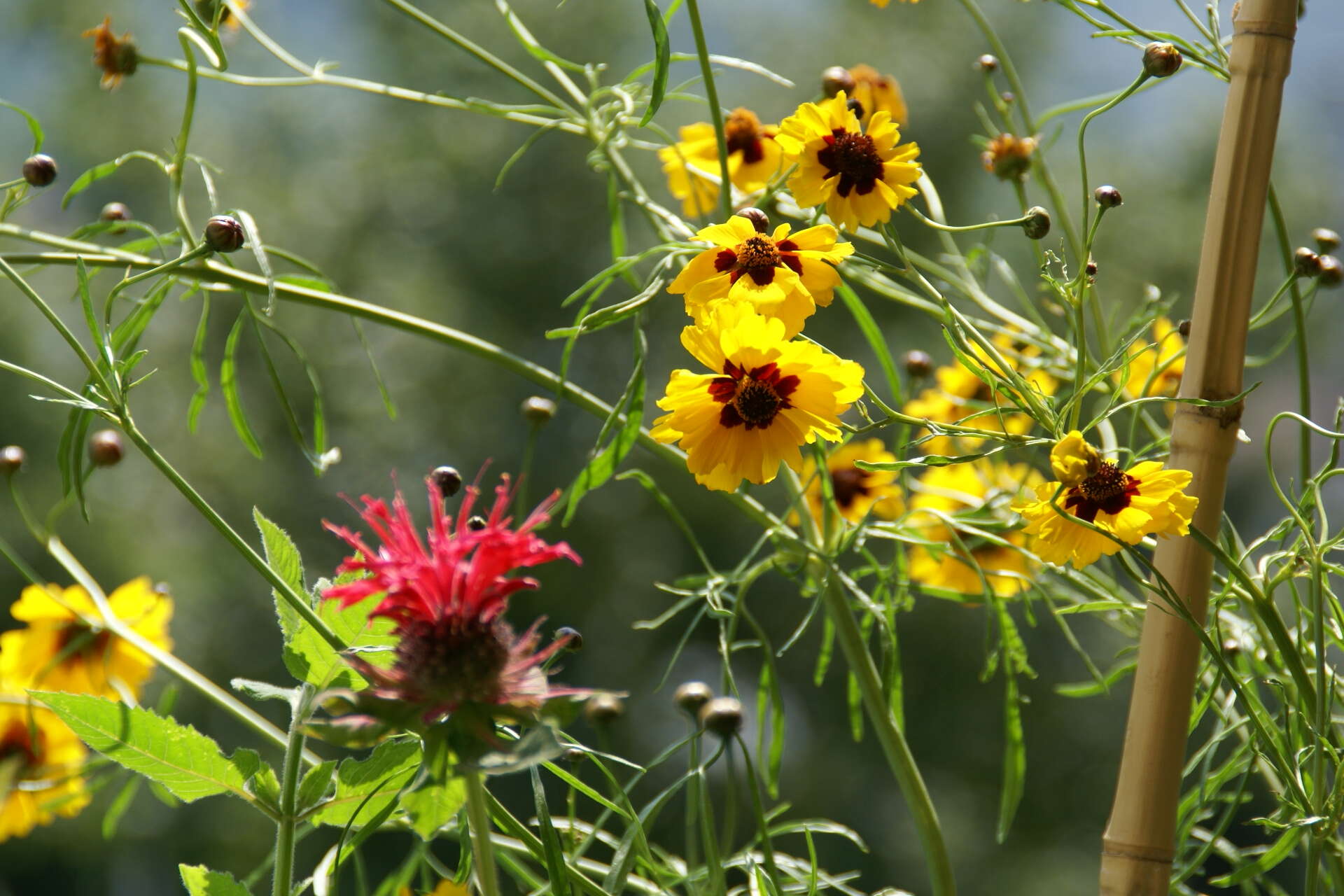 Image of golden tickseed