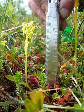 Image of Aleutian bog orchid