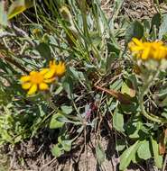 Image of hoary groundsel