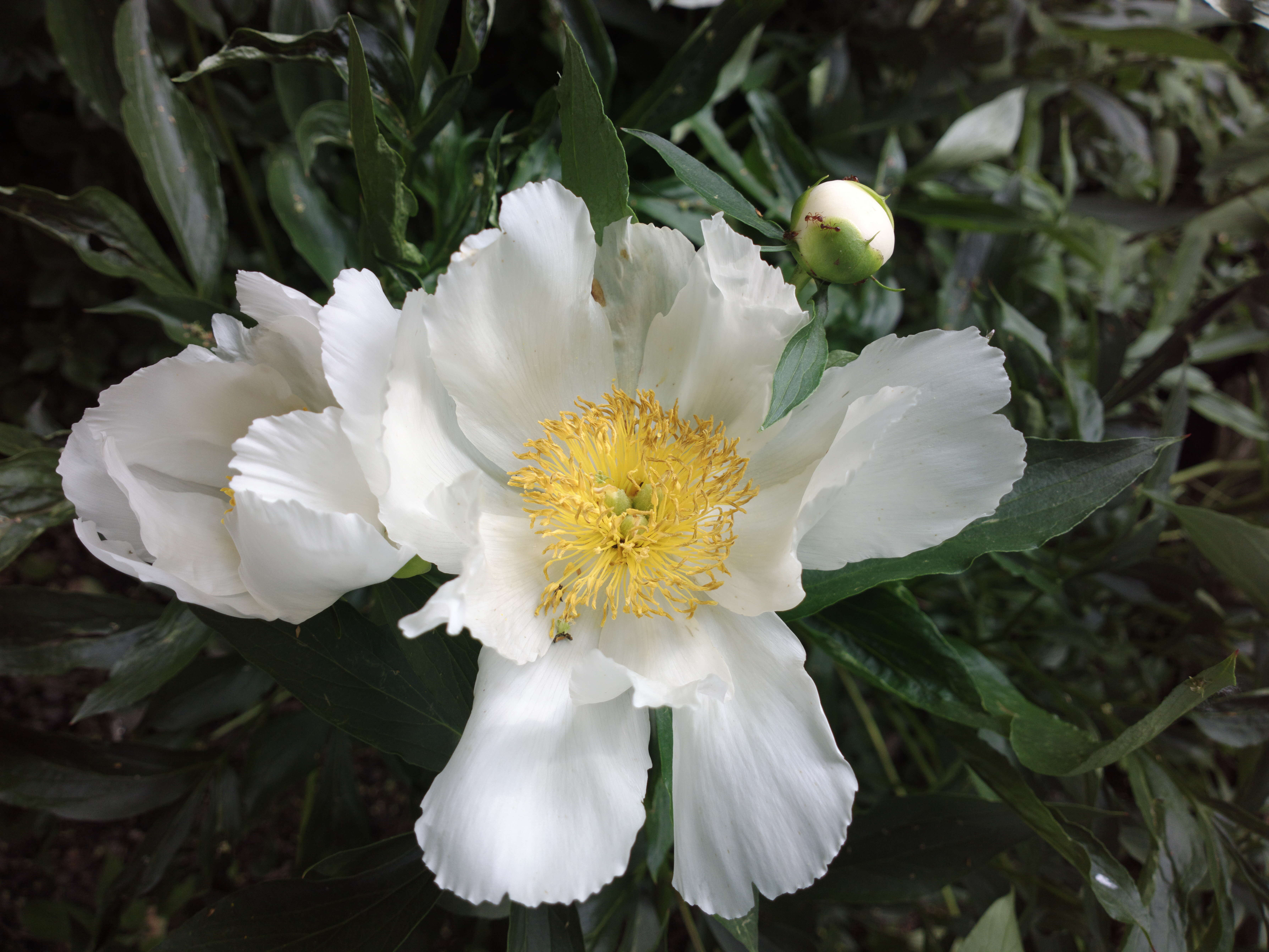 Plancia ëd Paeonia lactiflora Pall.