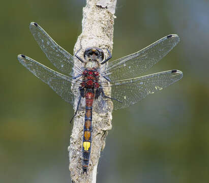 Image of Yellow-spotted Whiteface