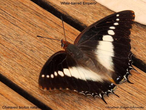 Charaxes brutus natalensis Staudinger 1886的圖片