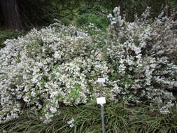 Image of slender pride of Rochester