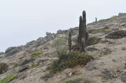 Слика од Senecio antofagastanus Cabrera